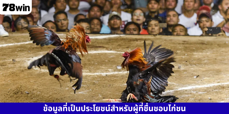 ข้อมูลที่เป็นประโยชน์สำหรับผู้ที่ชื่นชอบไก่ชน
