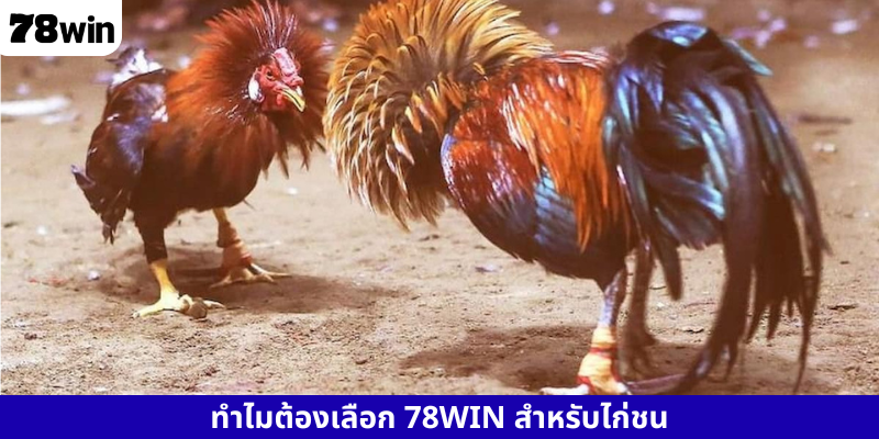 ทำไมต้องเลือก 78WIN สำหรับไก่ชน