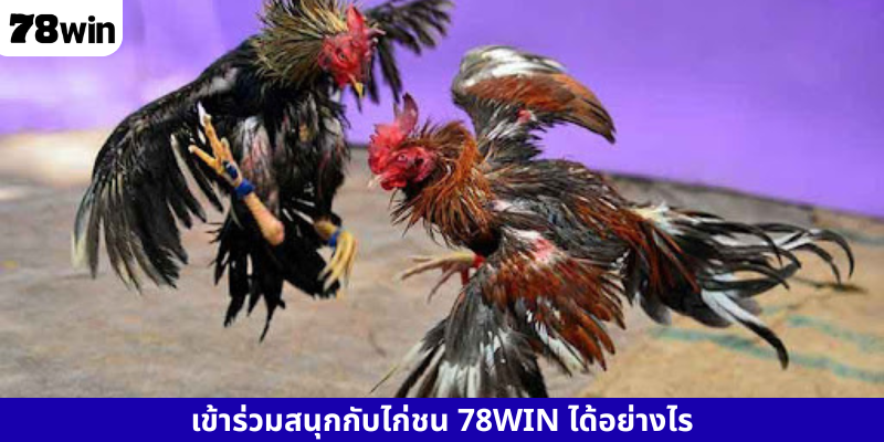 เข้าร่วมสนุกกับไก่ชน 78WIN ได้อย่างไร